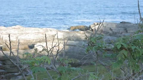 Plants and Rocks Video stock 11192072