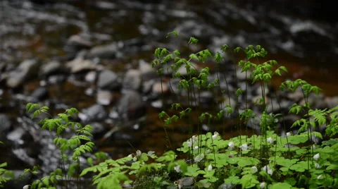 Plants and small river deep in the forest Stock Footage 60656484