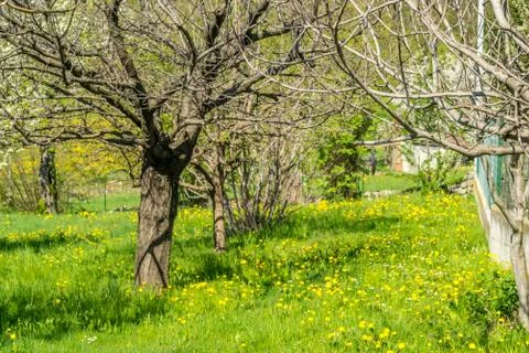 Plants and spring landscape Stock Photos