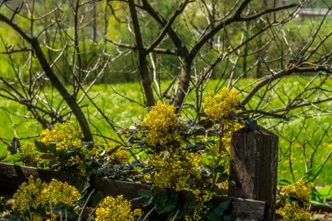 Plants and spring landscape Stock Photos