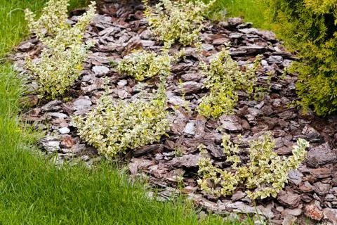 Plants and stones like decoration Stock Photos