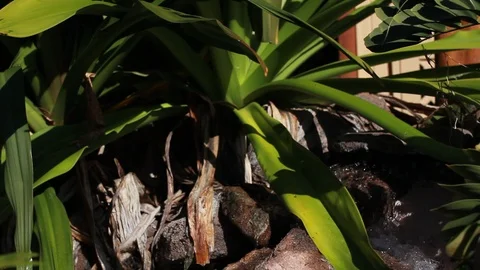 Plants and a stream Stock Footage 104782986