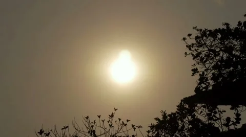 Plants And Sun Behind Stock Footage 7759622