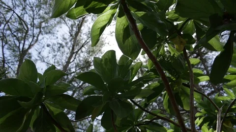 Plants And The Sun Stock Footage 104712800