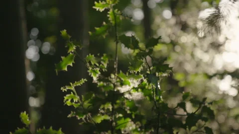 Plants and sunlight 動画素材 139239388