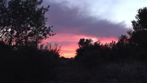 Plants and sunset Stock Footage 193993216
