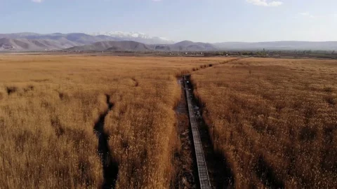 Plants and Swamp 動画素材 186569950