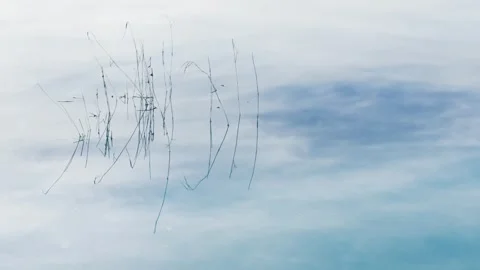 Plants and their reflections in the calm water of the lake at sunset. Video stock 298183650