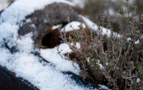 Plants and things covered in frost light snow Stock Photos