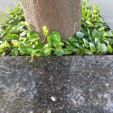 Plants and tree trunks in the middle of the ceramics Stock Photos