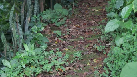 Plants and trees along a path with fallen leaves in forest Stock Footage 122307336