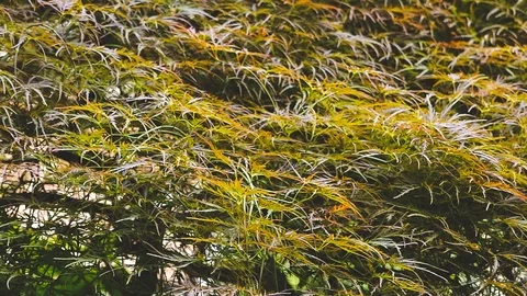 Plants and trees backdrops Video stock 108173705