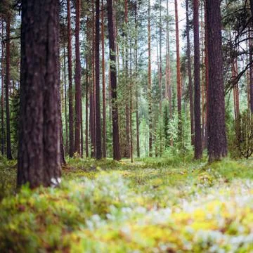 Plants and trees background Foto stock