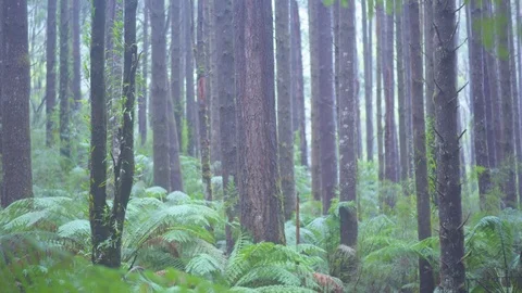Plants and trees in forest Stock Footage 76199127