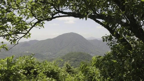 Plants and Trees Frame Slightly Soft Mountains and Sky in the Distance Vídeos de archivo 95614599