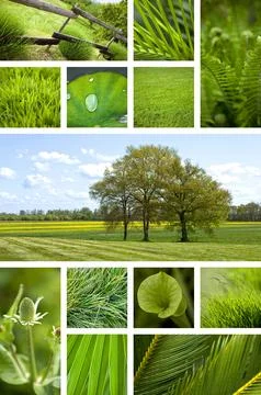 Plants and trees in Spring Stock Photos