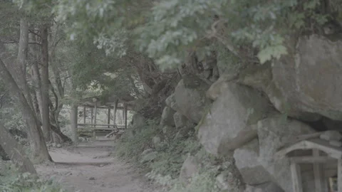 Plants and Trees Swaying in the Wind Along Peaceful Path, Log Footage Stock Footage 339850720
