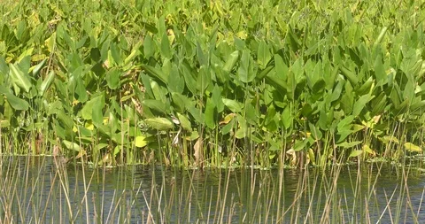 Plants and vegetation alongside pond Stock Footage 94570848