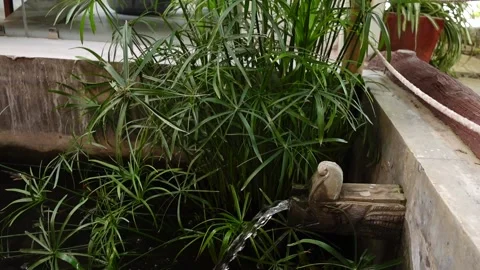 Plants and Water Feature Stock Footage 284377307