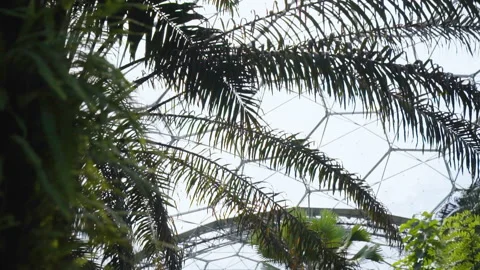 Plants And Windows From Inside The Eden Project Stock Footage 221828739