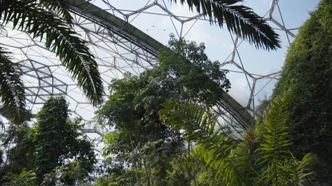 Plants And Windows From Inside The Eden Project 2 Stock Footage 221828755
