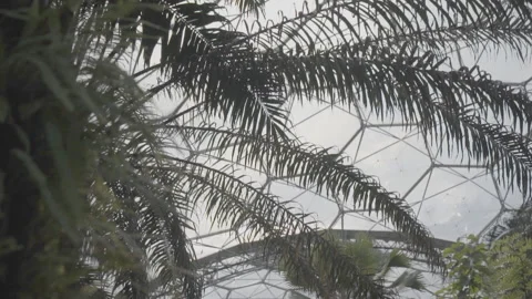 Plants And Windows From Inside The Eden Project - No LUT Version Stock Footage 221829082