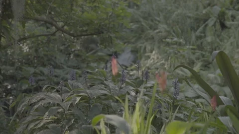 Plants And Windows From Inside The Eden Project 3 - No LUT Version Stock Footage 221829138