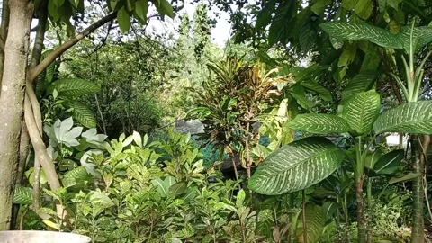 The plants are all swaying in the strong wind in the garden Stock Footage 224694964