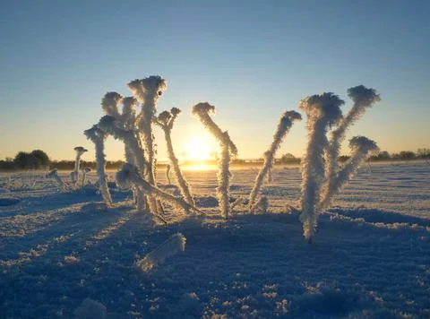 Plants are covered in frost Stock Photos