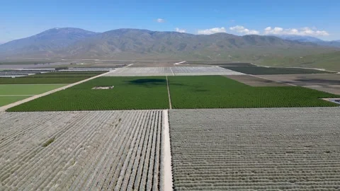 Plants are covered to protect winter cold in farm lands of near Bakersfield.. Stock Footage 310914528