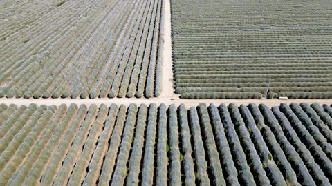 Plants are covered to protect winter cold in the filds near Bakersfield, Ca.. Stock Footage 314527988