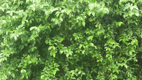 Plants are drenched in rain Stock Footage 312126990