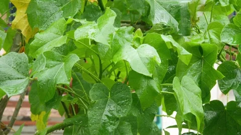Plants are drenched in rain Stock Footage 312127009