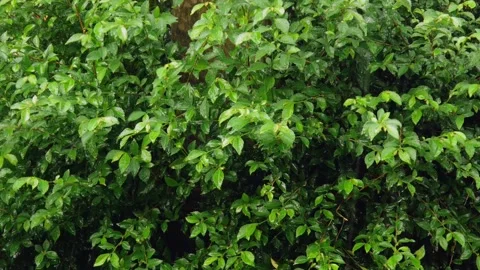 Plants are drenched in rain Stock Footage 312127014