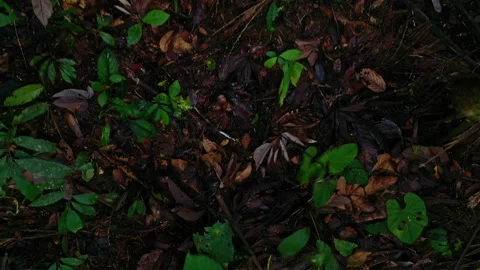 Plants are growing between the layers of leaf debris present in tropical forest Stock Footage 196329086