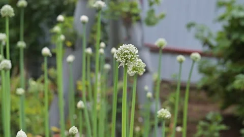 Plants are growing in a garden during the summer season. White onion flowers Видео 344670028