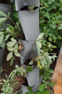 Plants are growing in a vertical garden system made from stacked containers. 库存照片