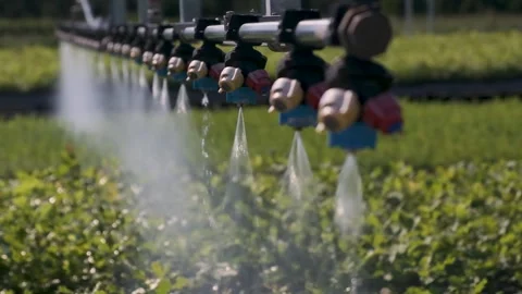 Plants are sprayed with automatic irrigation Stock Footage 300764652