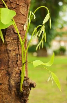 Plants are sprouting. Stock Photos