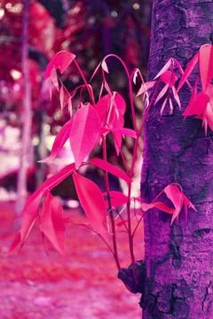 Plants are sprouting. Foto stock
