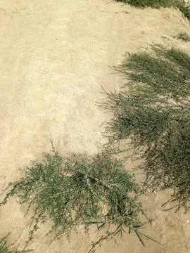 Plants in the arid soil Stock Photos