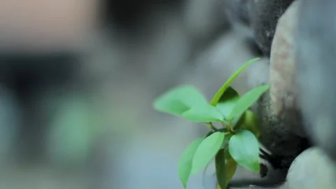Plants attached to stone walls Stock Footage 236596518