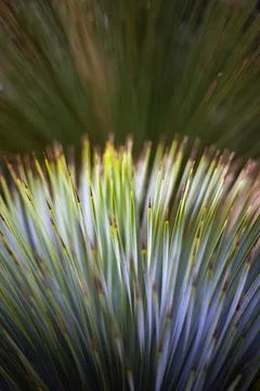 Plants on a background Stock Photos