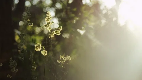 Plants backlit by the sun Stock Footage 87659739