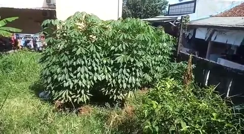 Plants in the backyard Stock Footage 231020424
