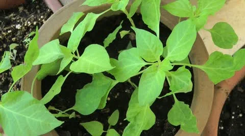 Plants on balcony Stock Footage 11853080