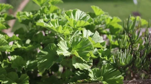 Plants in balcony Stock Footage 100635695