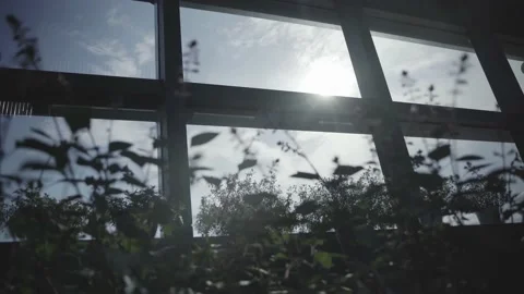 Plants on the balcony Stock Footage 172053153
