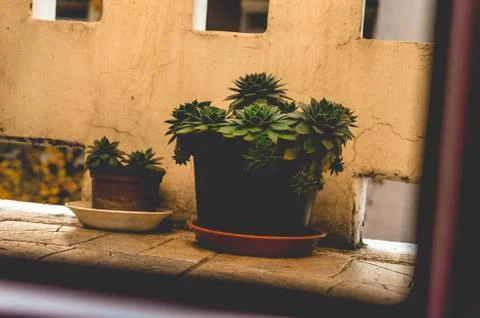 Plants in the balcony Stock Photos