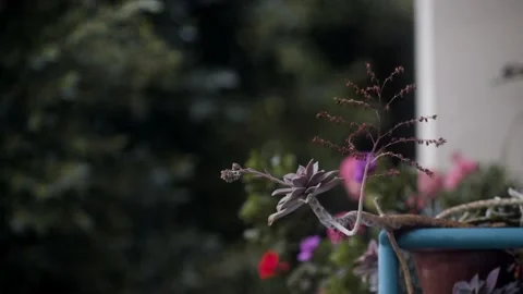 Plants on Balcony with Rain Stock Footage 135684942